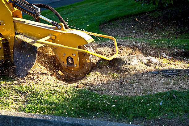 Best Tree Stump Removal  in Golden Grove, SC